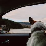 Jak legalnie przewozić psa w samochodzie? 1